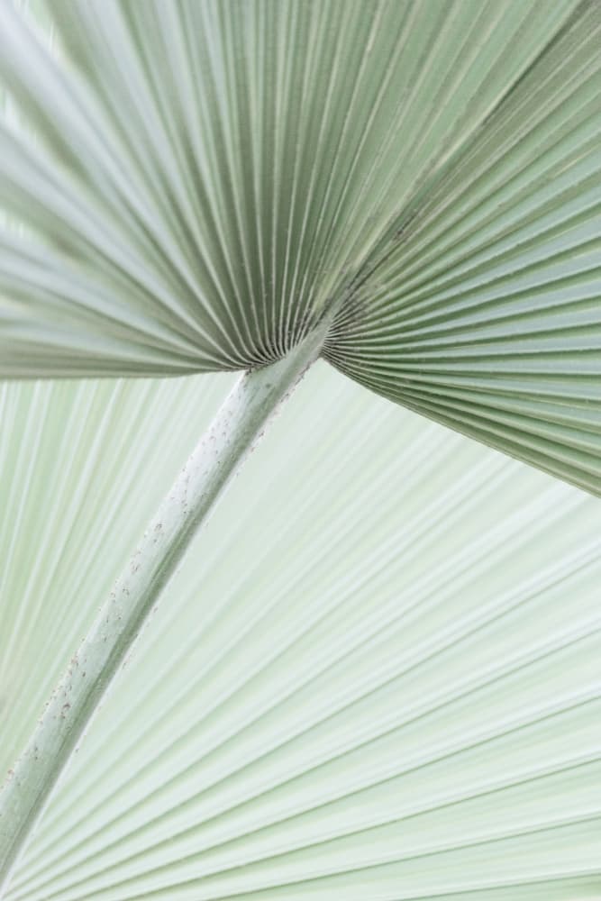 Elegant Palm Leaf by Lynann Colligan — canvas wall art