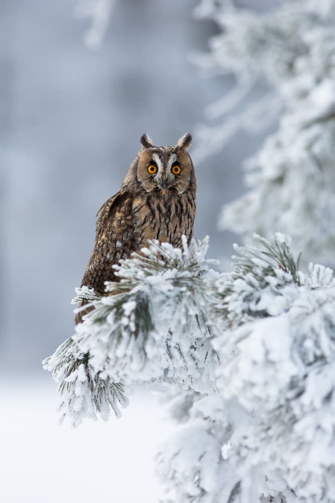 Long-Eared Owl Winter by Milan Zygmunt — canvas wall art