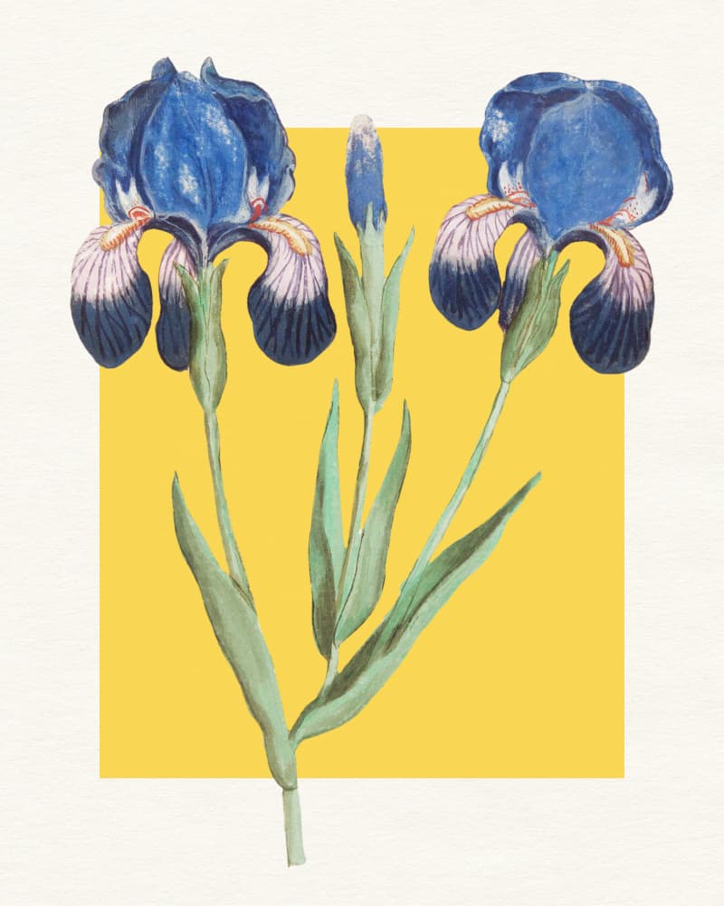 Blue Iris Botanical by Wild Violets — canvas wall art