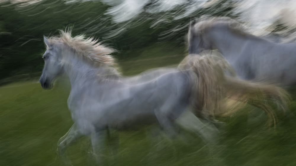 Gallop 3 by Milan Malovrh — canvas wall art
