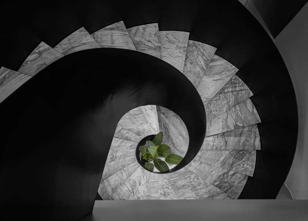 Geometric Spiral Plant by Molly Fu APA — canvas wall art