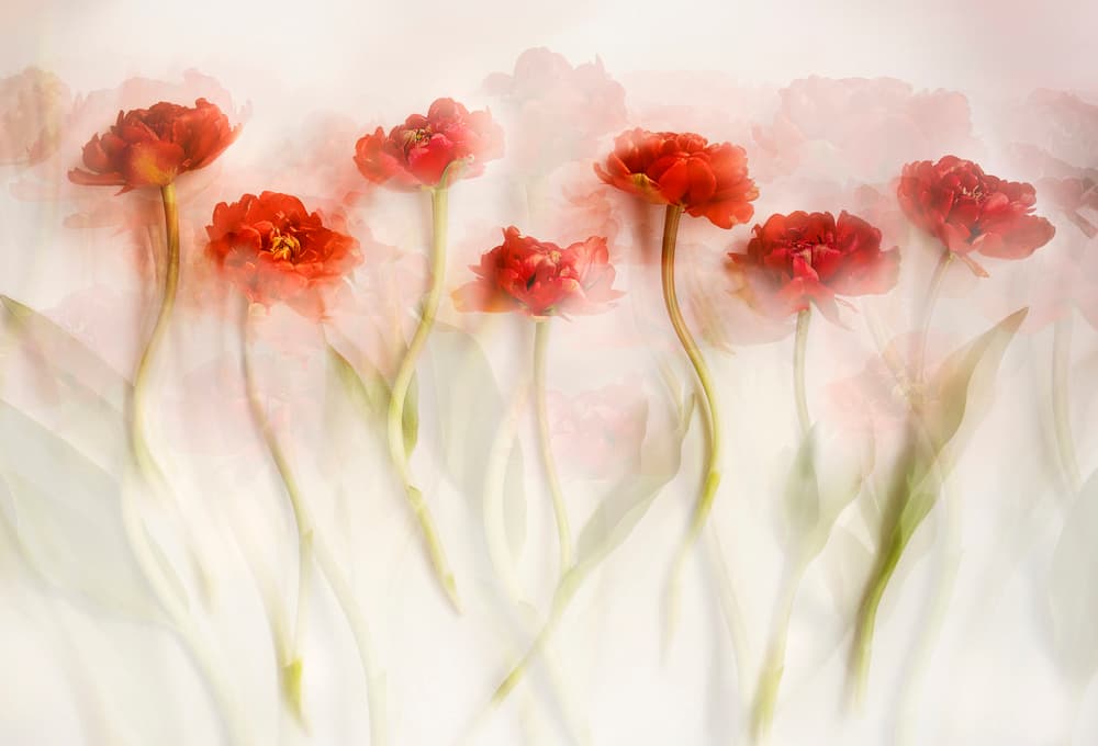 Dreamy Red Tulips by Ellen van Deelen — canvas wall art