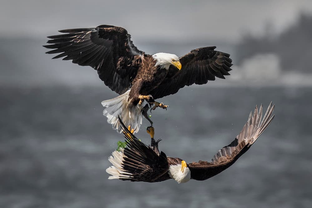 Bald Eagles Aerial Struggle by David H Yang — canvas wall art