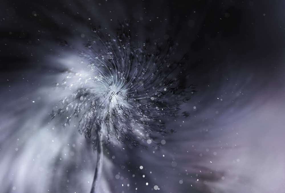 Frozen Dandelion Swirl by Dusan Ljubicic — canvas wall art