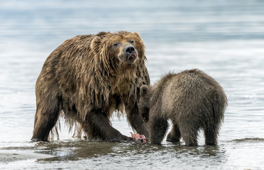 Grizzly Mother and Cub by Giuseppe DAmico — canvas wall art