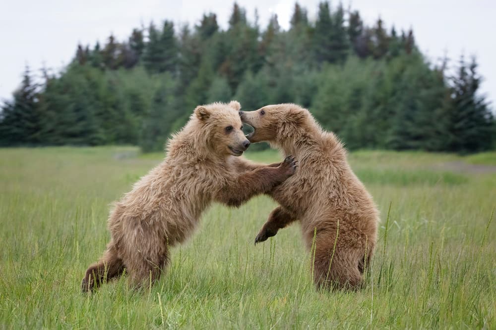 Playful Bear Cubs by Renee Doyle — canvas wall art