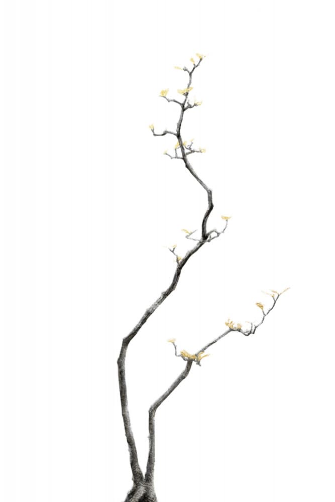 Emerging Spring Buds by amini54 — canvas wall art
