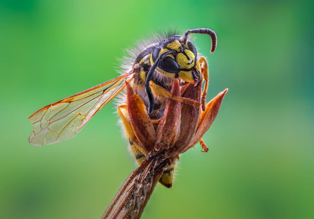Yellow Wasp Perched by Atul Saluja — canvas wall art