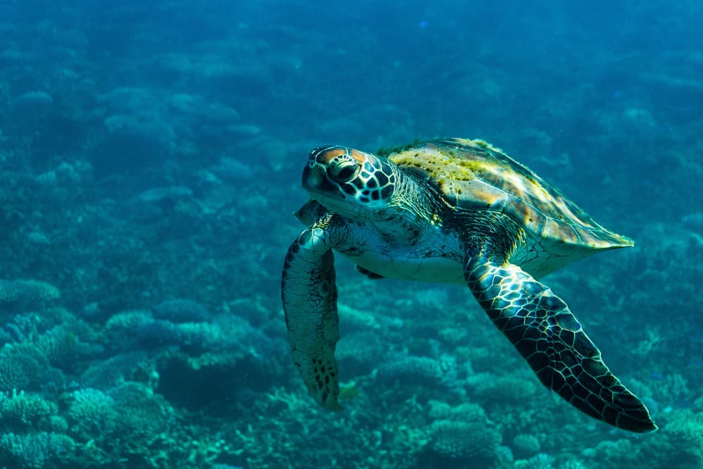 Peaceful Green Turtle by Serge Melesan — canvas wall art