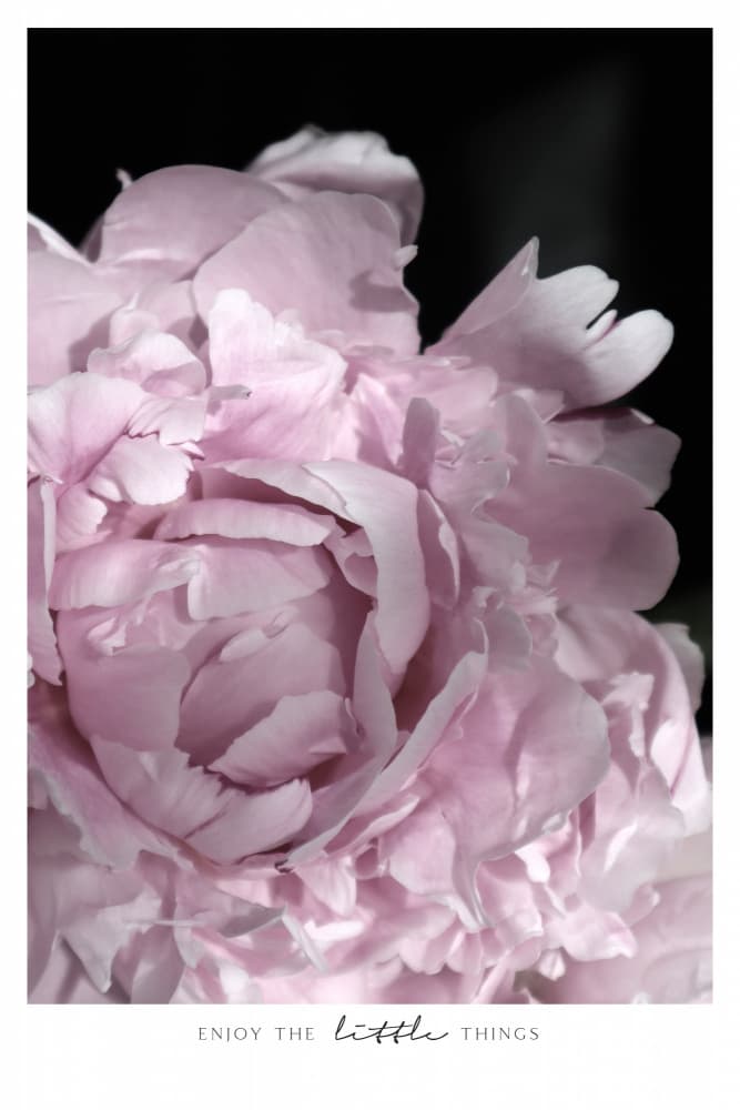 Soft Pink Peony by Rosana Laiz Blursbyai — canvas wall art