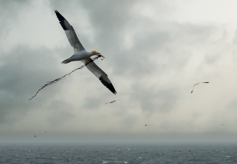 Flying Gannet Ocean Sky by Emilio Pino — canvas wall art