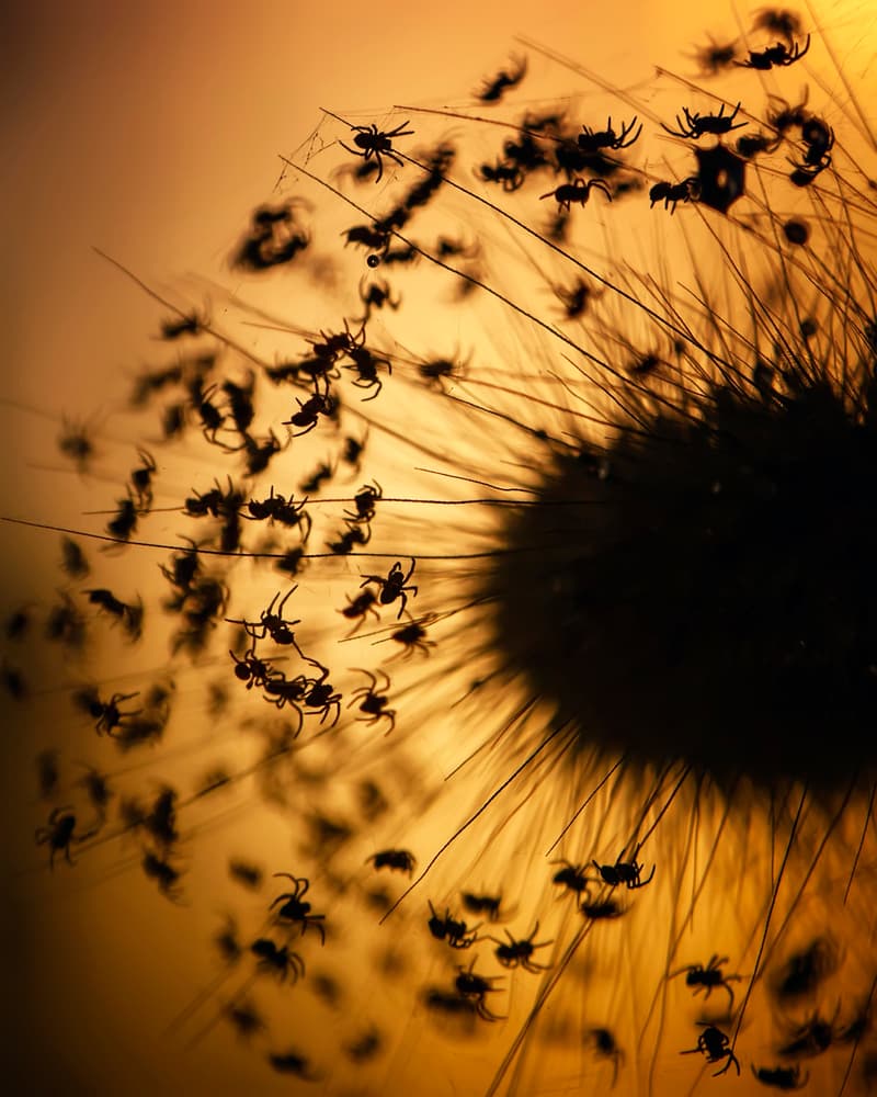 Golden Spider Swarm by Fauzan Maududdin — canvas wall art