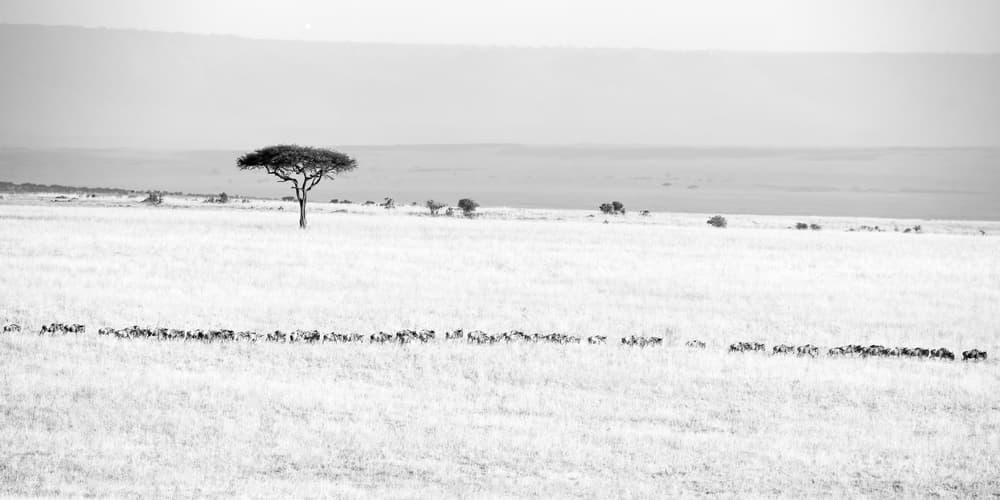 Wildebeest Across Plains by John Fan — canvas wall art