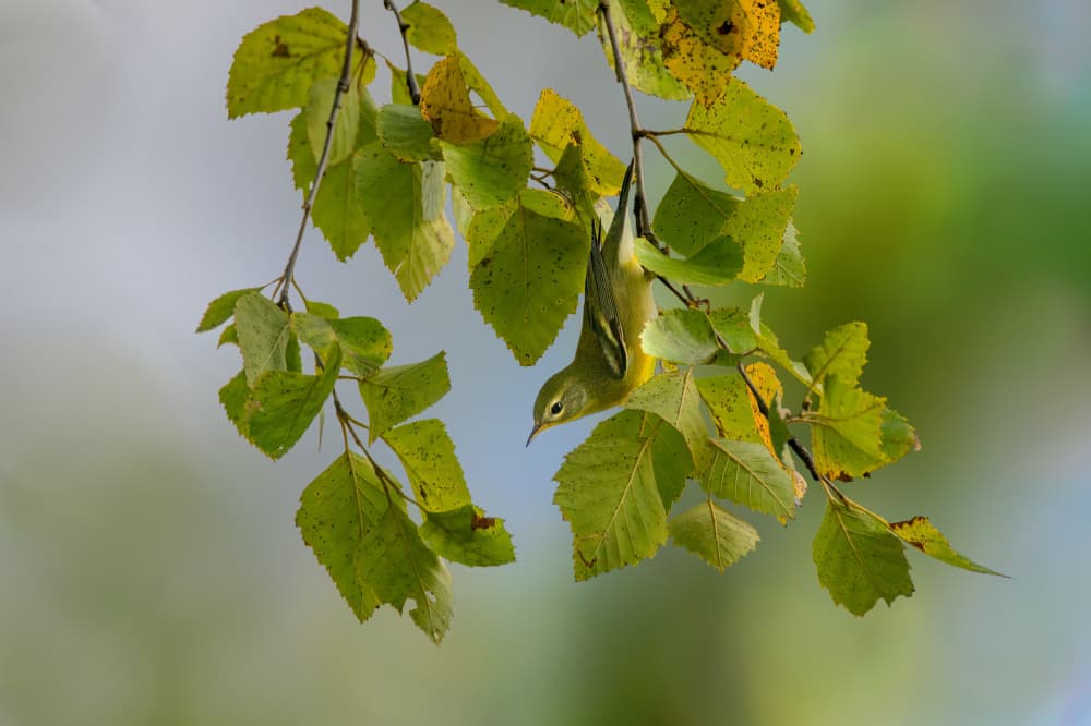 Hanging Bird Green Leaves by Jacob (Jian) Xu — canvas wall art