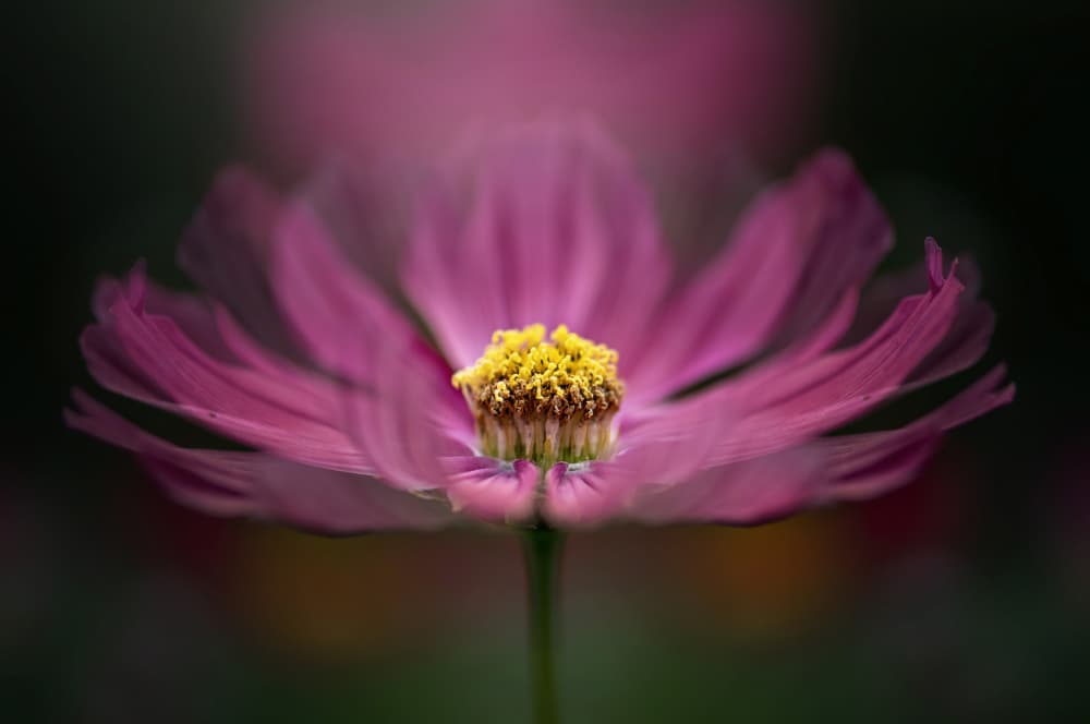 Pink Cosmos Bloom by Jacky Parker — canvas wall art