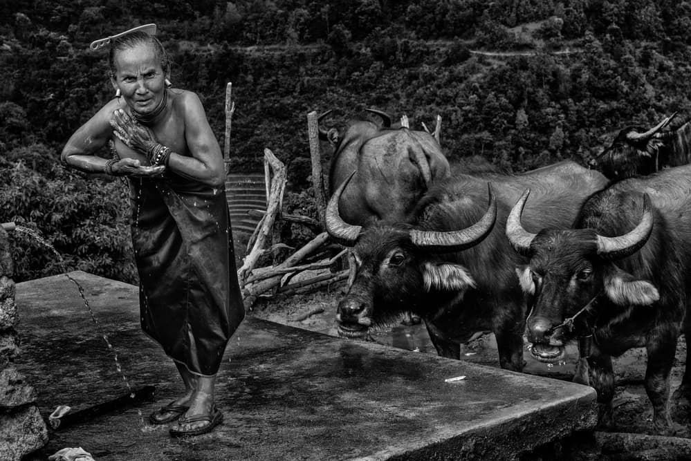 Village Woman Water Buffalo by Joxe Inazio Kuesta Garmendia — canvas wall art