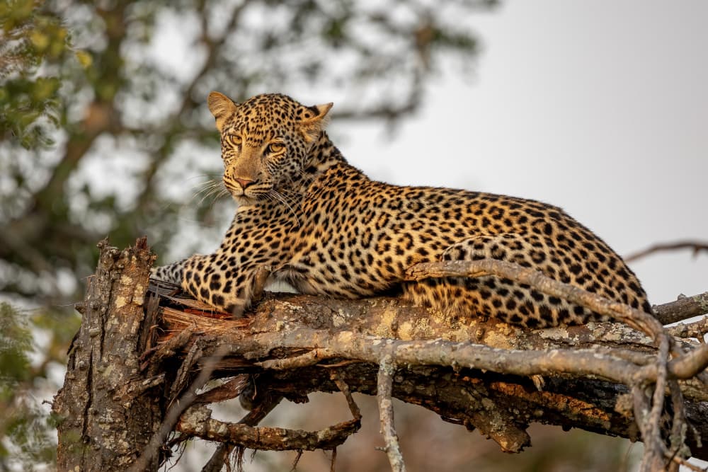 Leopard's Watchful Gaze by Alessandro Catta — canvas wall art