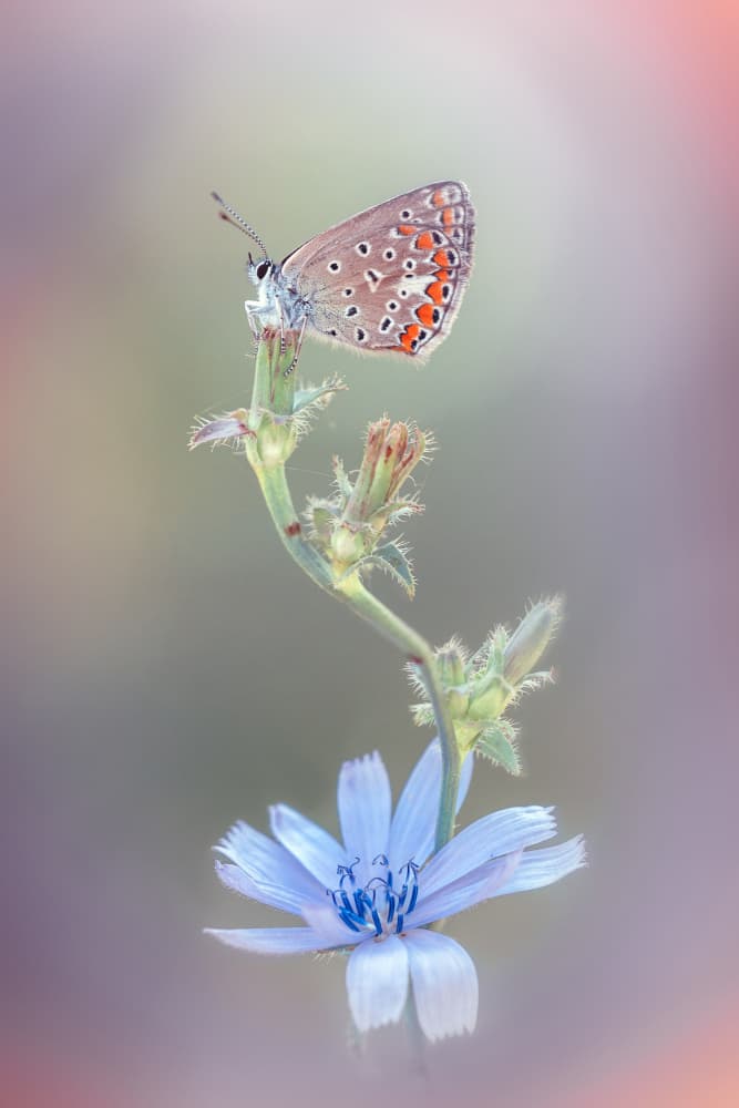 Blue Chicory Butterfly by Fabrizio Daminelli — canvas wall art