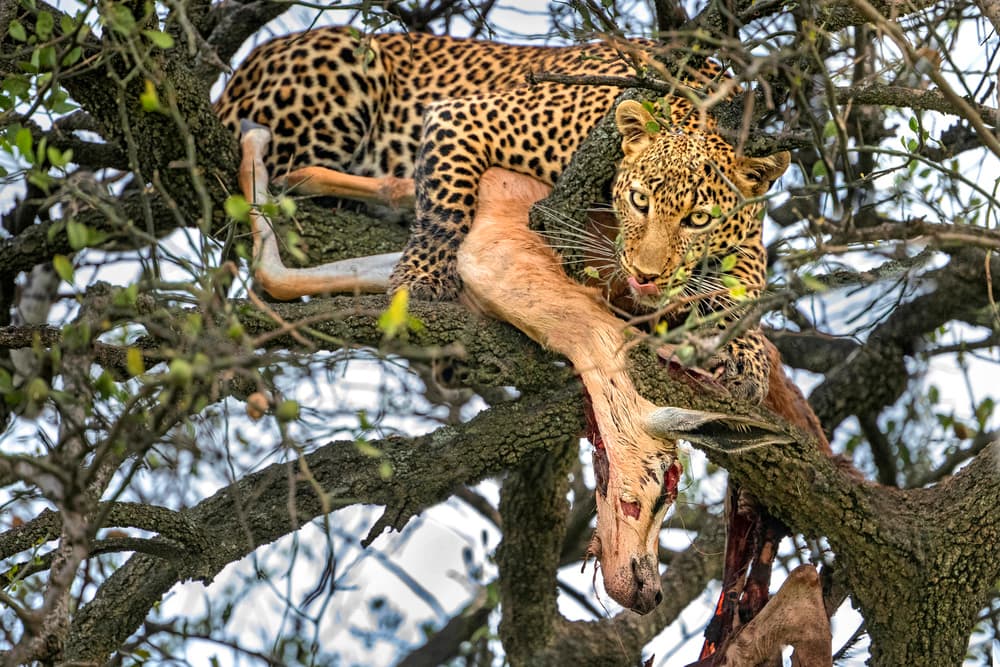 Leopard's Tree Meal by Xavier Ortega — canvas wall art