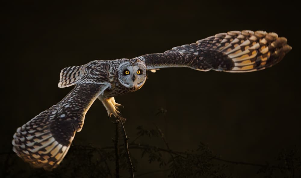 Majestic Owl Flight by Lydia Jacobs — canvas wall art