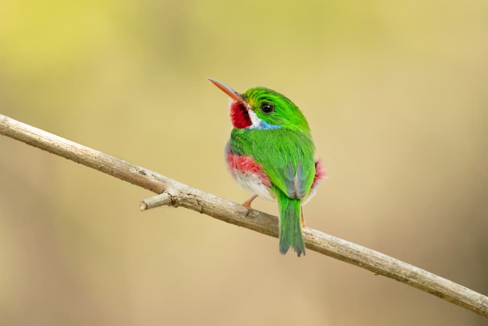 Vibrant Green Bird by Milan Zygmunt — canvas wall art