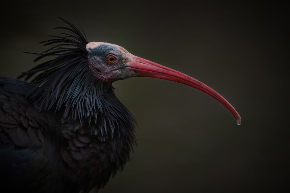 Elegant Ibis Portrait by Mathilde Guillemot — canvas wall art