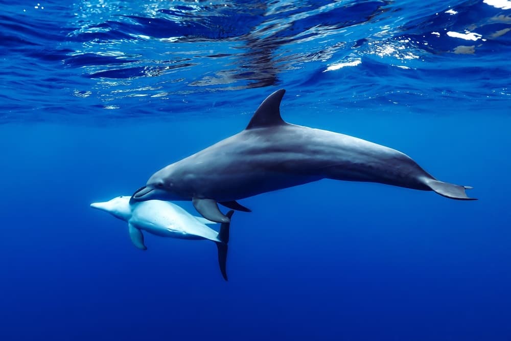 Mother and Baby Dolphins by Serge Melesan — canvas wall art