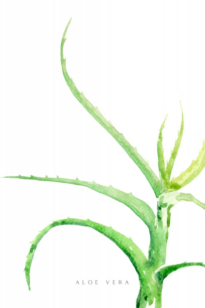 Watercolor Aloe Vera by Rosana Laiz Blursbyai — canvas wall art