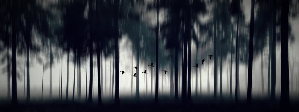 Misty Forest Birds by Huib Limberg — canvas wall art