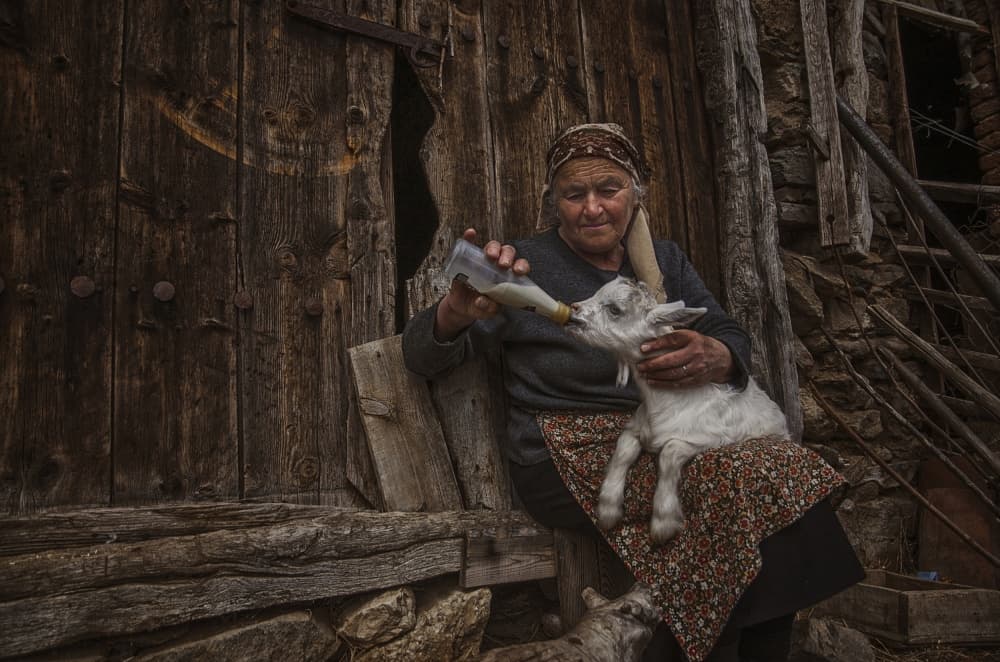 Nurturing A Baby Goat by Desislava Ignatova — canvas wall art