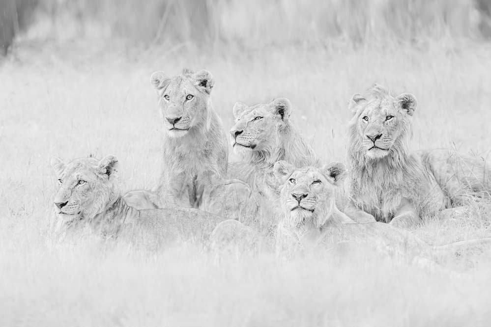 Majestic White Lions by Jun Zuo — canvas wall art