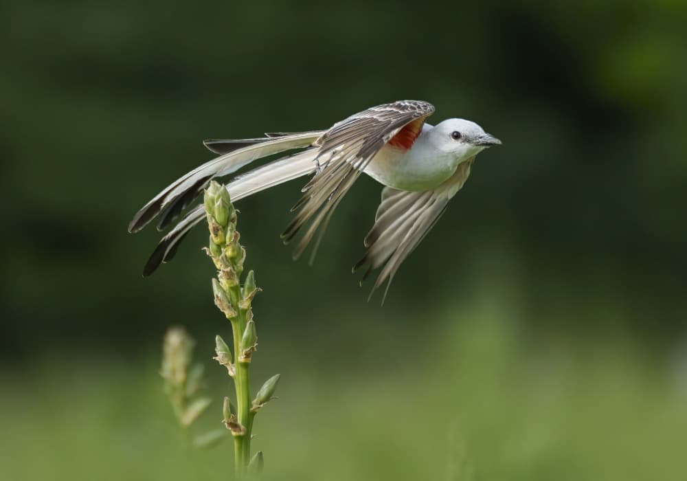 Delicate Bird In Flight by Qing Zhao — canvas wall art