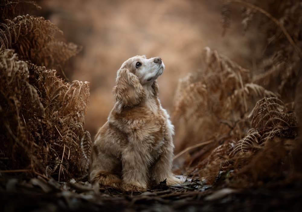 Cocker Spaniel Autumn Gaze by Alfonso maseda varela — canvas wall art