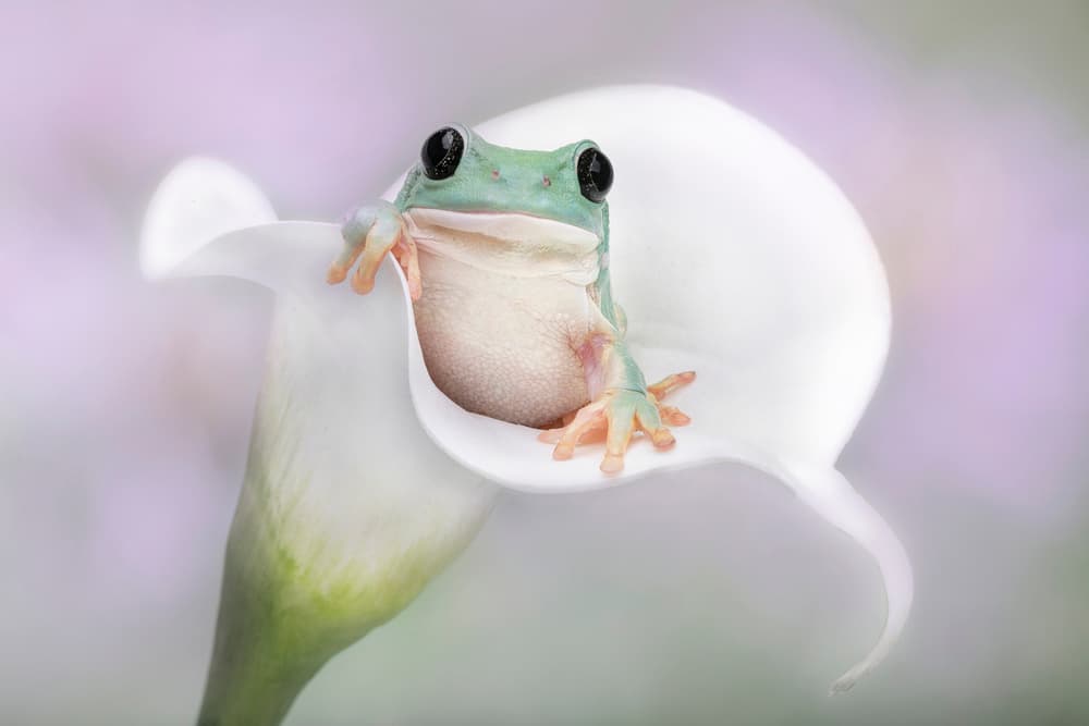 Green Frog Calla Lily by Linda D Lester — canvas wall art