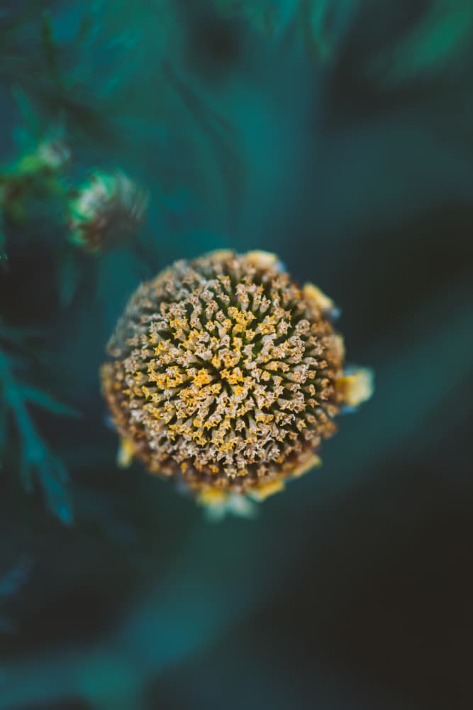 Textured Golden Flower by Javier Pardina — canvas wall art