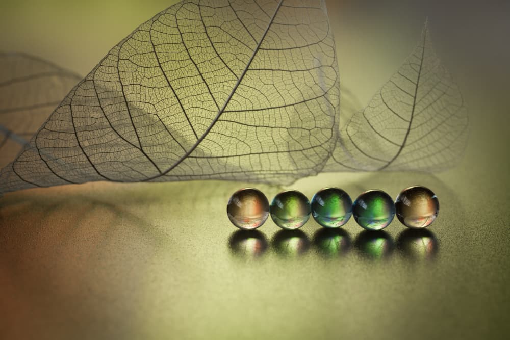 Skeletal Leaves Marbles by Shihya Kowatari — canvas wall art