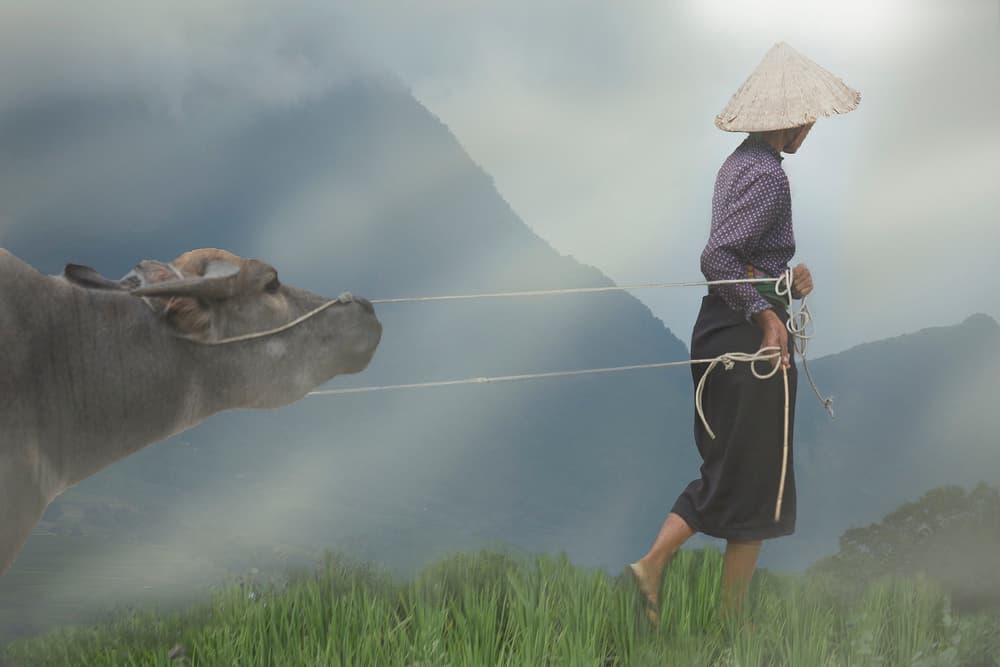 Asian Farmer Water Buffalo by Clas Gustafson PRO — canvas wall art
