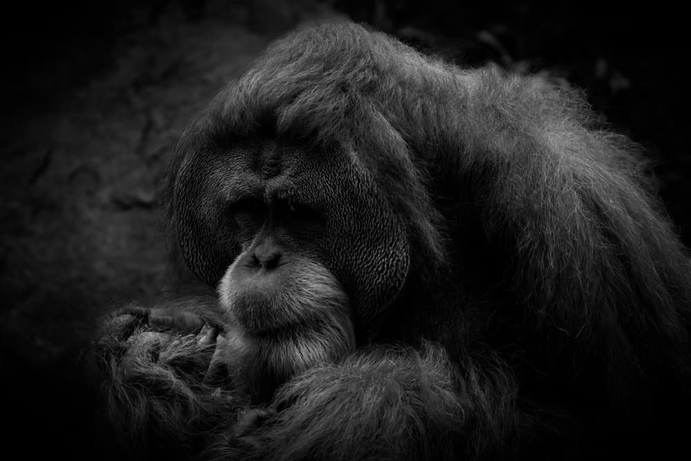 Thoughtful Orangutan Portrait by TWEE LIANG WONG — canvas wall art