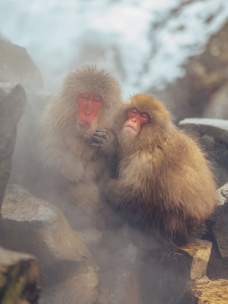 Cozy Snow Monkeys by Yuzo Fujii — canvas wall art