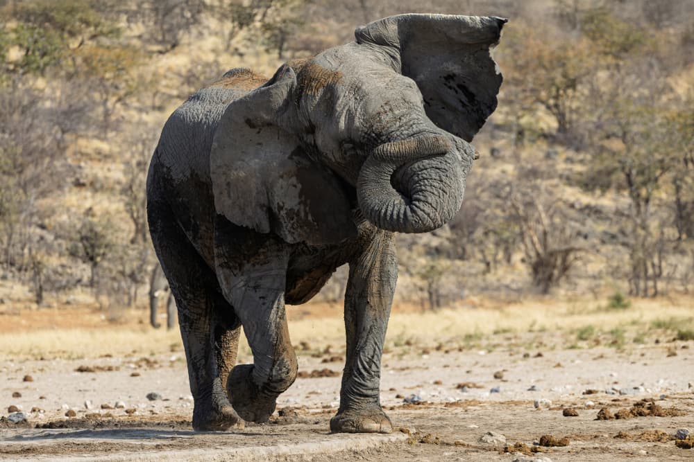 African Elephant Mud Bath by Alessandro Catta — canvas wall art