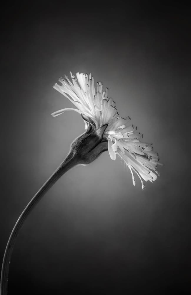 Elegant Black White Bloom by Rico Cavallo — canvas wall art
