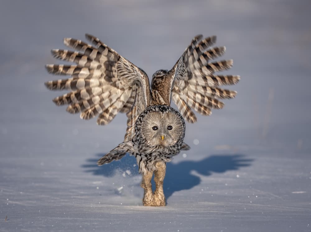 Winter Owl Flight by Yuan Su — canvas wall art