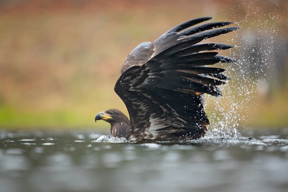 Wild Eagle Splashing Water by Milan Zygmunt — canvas wall art