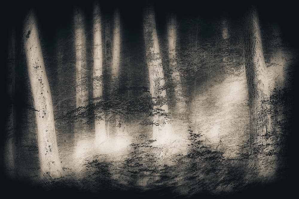 Misty Forest Dream by Gustav Davidsson — canvas wall art
