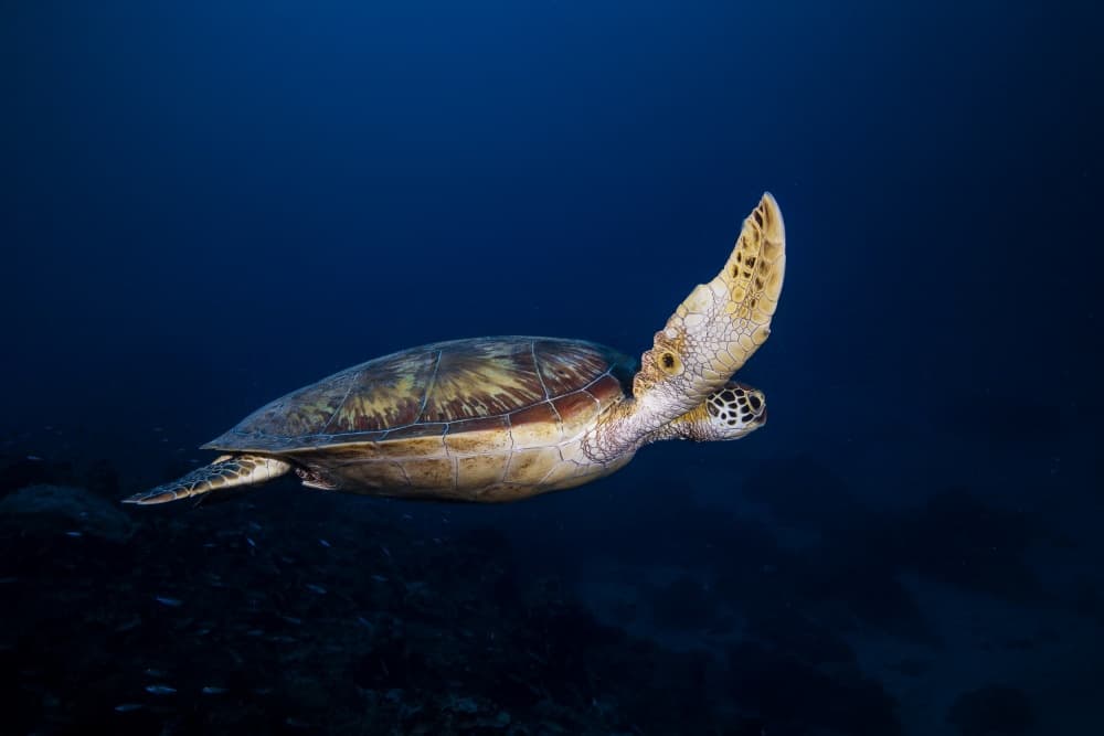 Graceful Ocean Turtle by Barathieu Gabriel — canvas wall art
