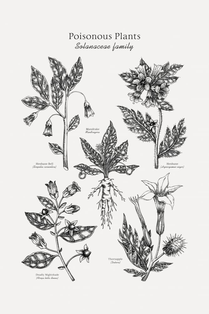 Poisonous Solanaceae Plants by Yevheniia Lytvynovych — canvas wall art