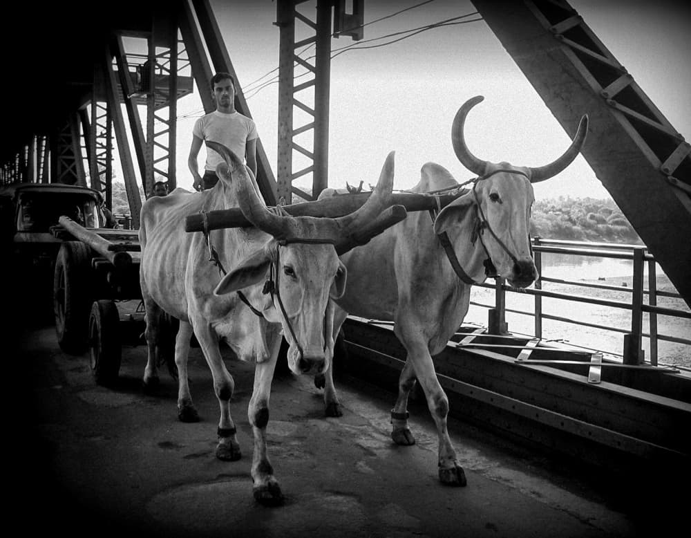 Oxen Crossing Old Bridge by Joxe Inazio Kuesta Garmendia — canvas wall art