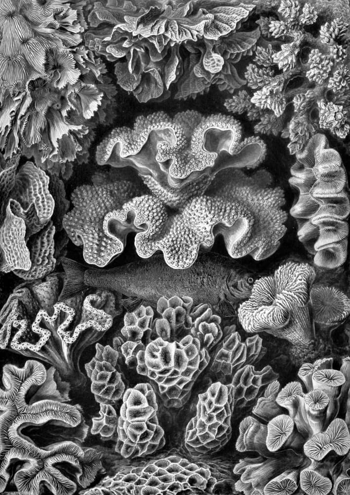Detailed Marine Life by Marja van den Hurk — canvas wall art