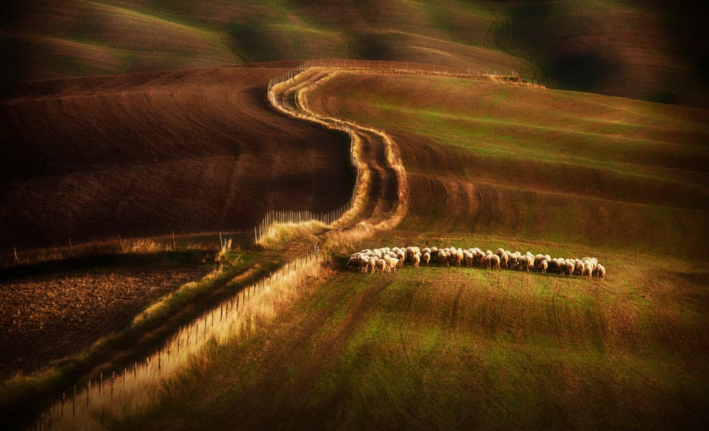Golden Fields and Sheep by Peter Svoboda MQEP — canvas wall art
