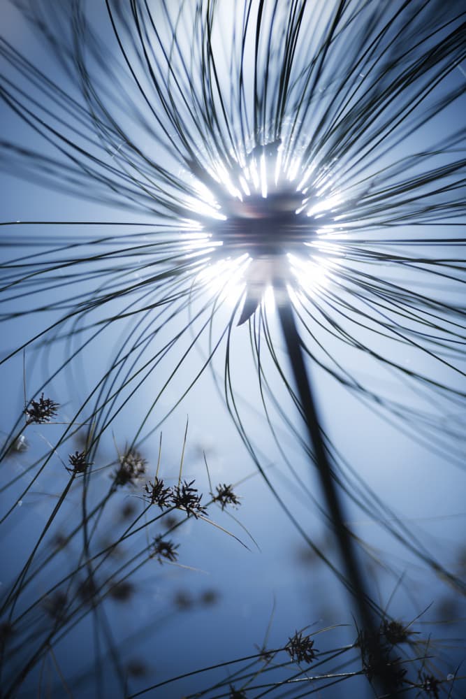 Botanic Blue by Stefan Hefele — canvas wall art